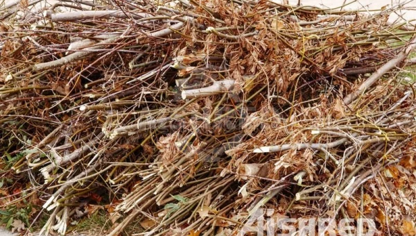 녹색폐기물 및 바이오매스 처리용 쌍축 분쇄기